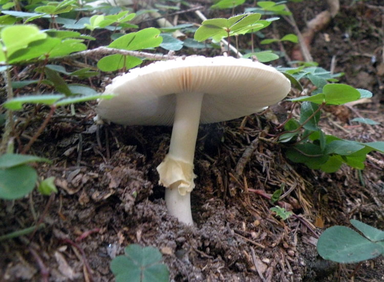 Amanita trentina: Amanita pantherina?